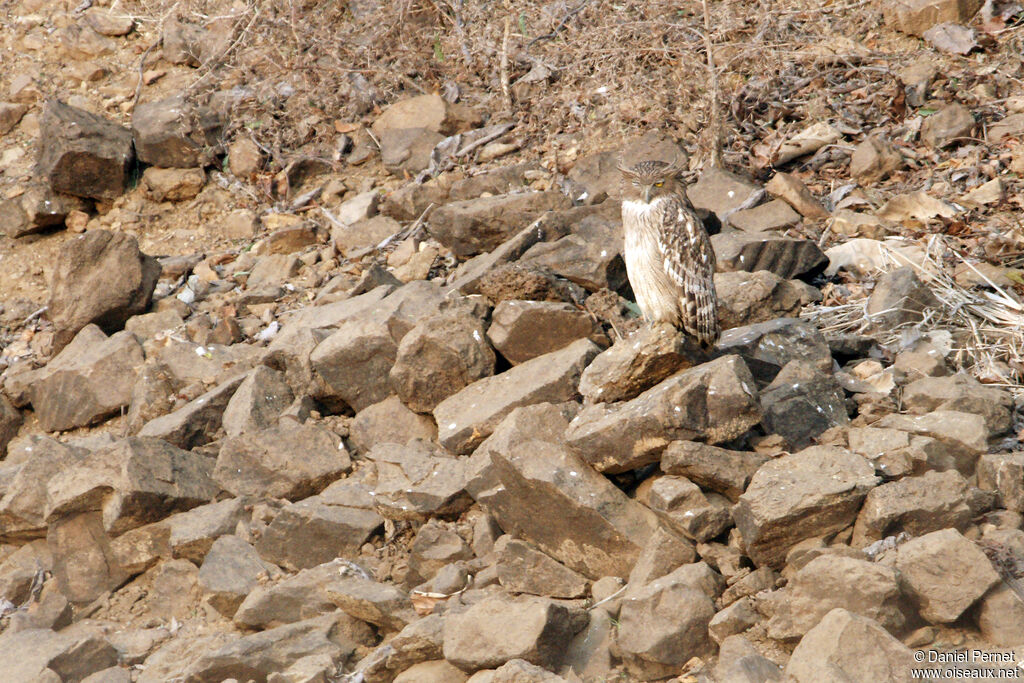 Kétoupa brunadulte, identification