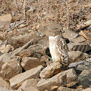 Brown Fish Owl