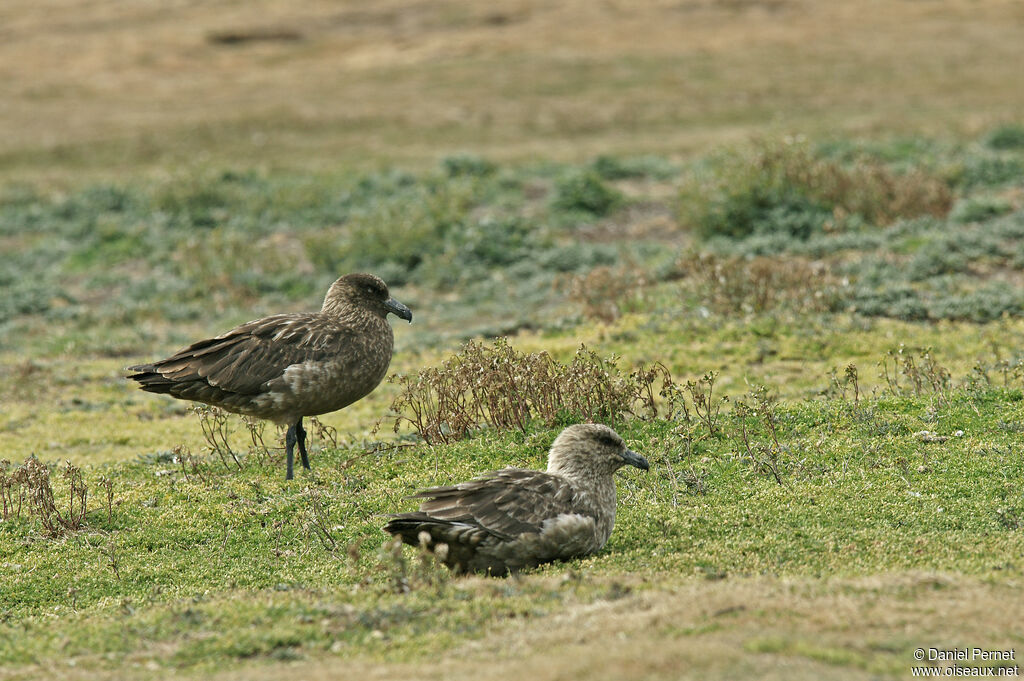 Brown Skuaadult