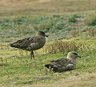 Brown Skua