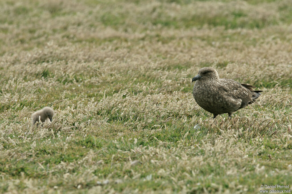 Brown Skua