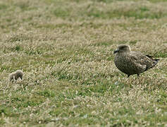 Brown Skua