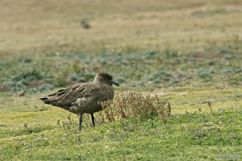 Brown Skuaadult, walking