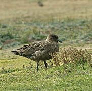 Brown Skua