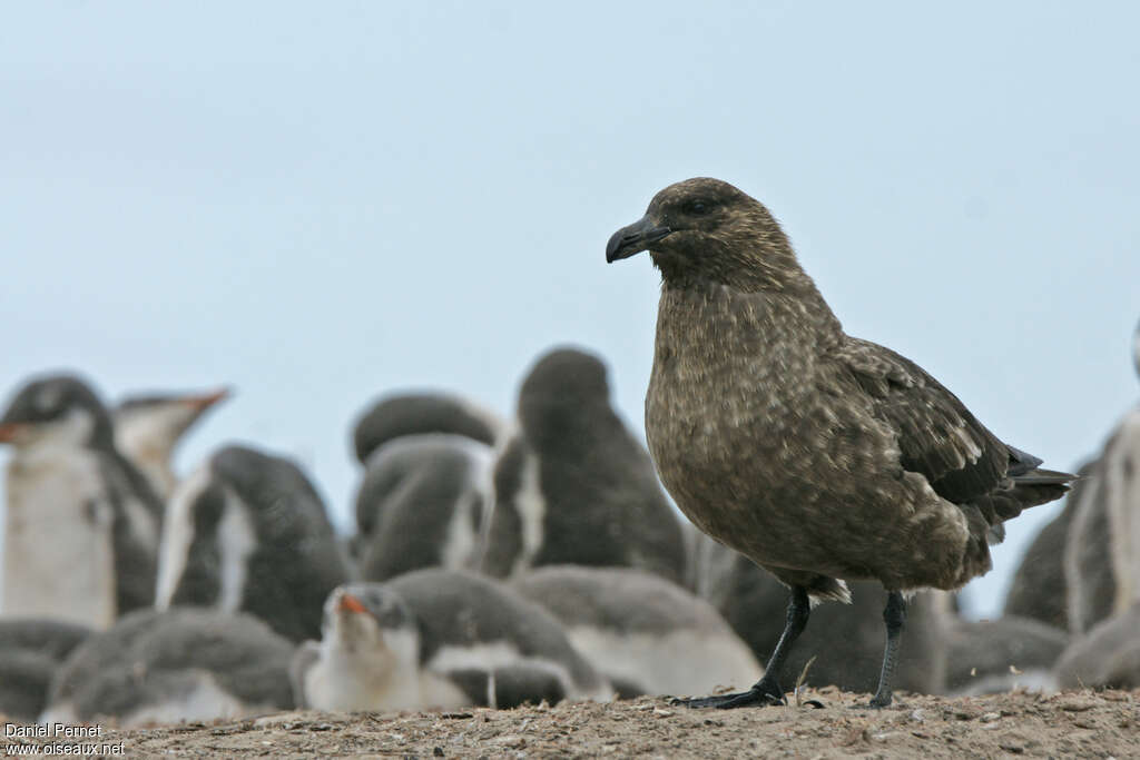 Brown Skuaadult, habitat, walking, fishing/hunting