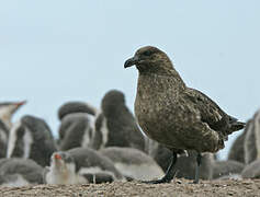 Labbe antarctique