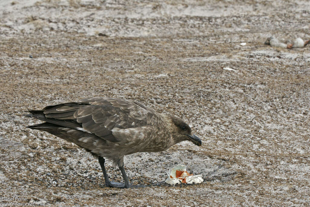 Brown Skuaadult, eats