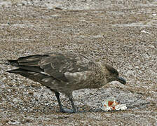 Brown Skua