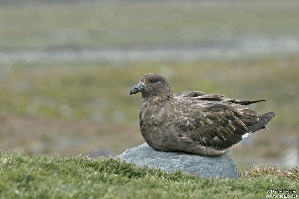 Brown Skuaadult