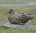 Labbe antarctique