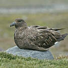 Labbe antarctique