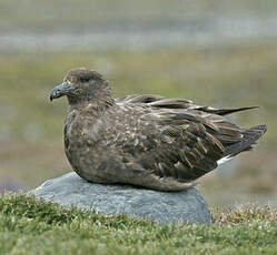 Labbe antarctique