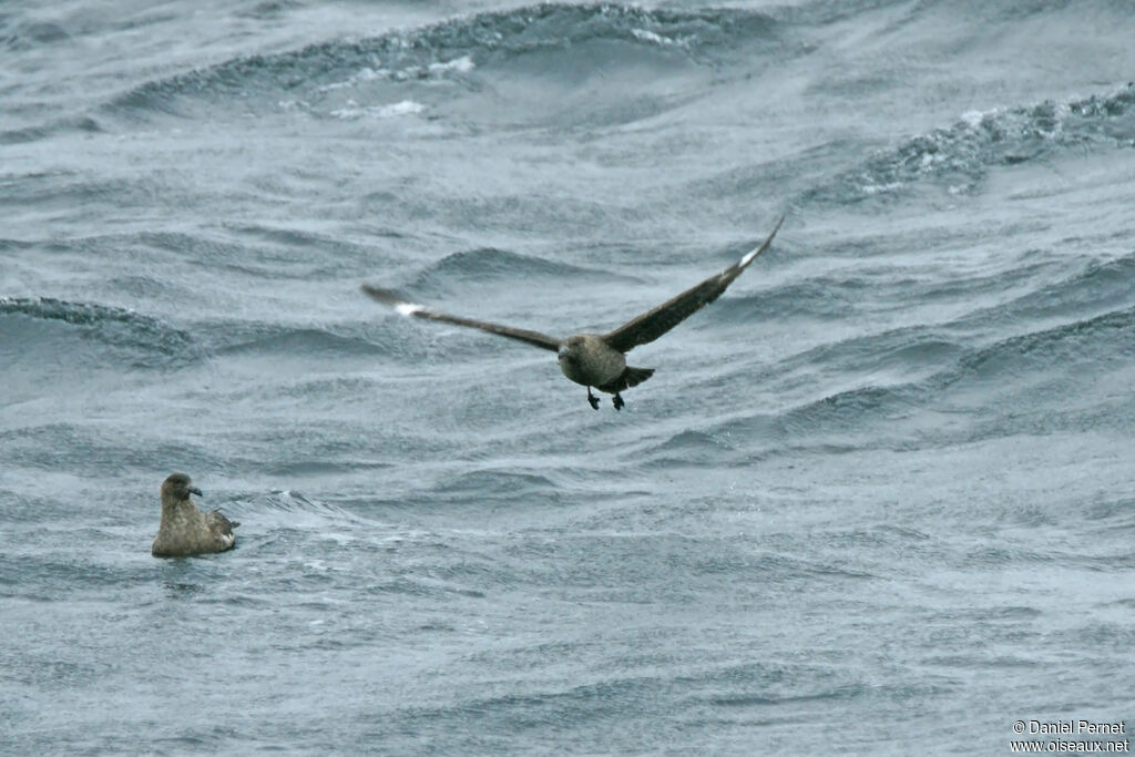 South Polar Skuaadult, Flight, swimming