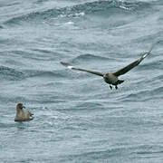 South Polar Skua