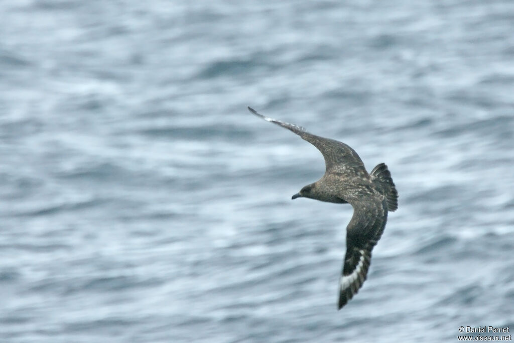 South Polar Skuaadult