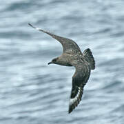 South Polar Skua