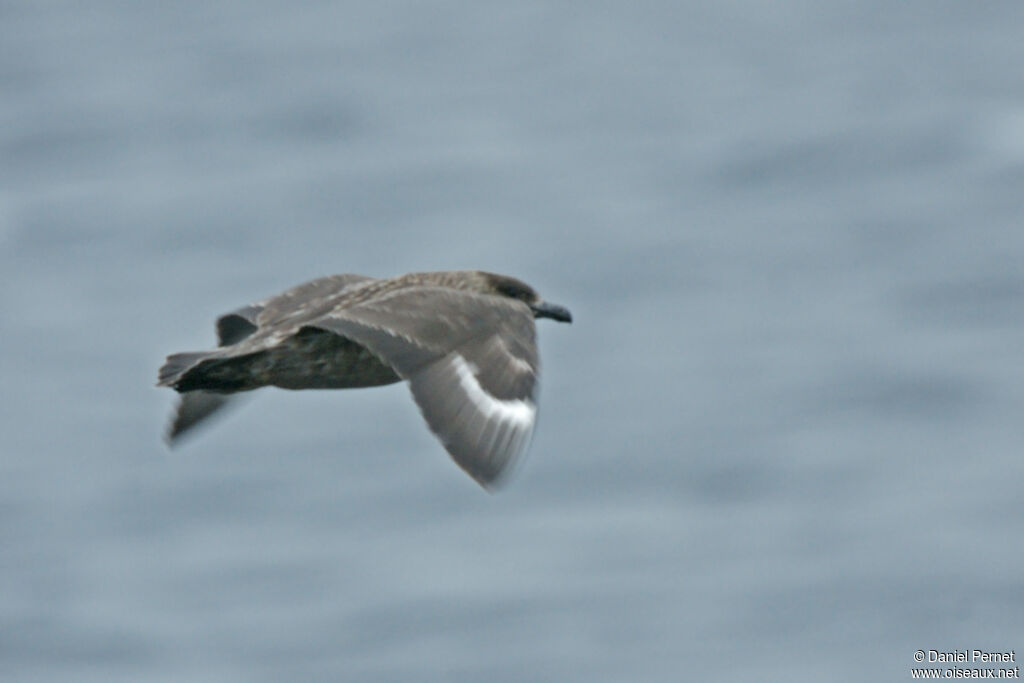 South Polar Skuaadult