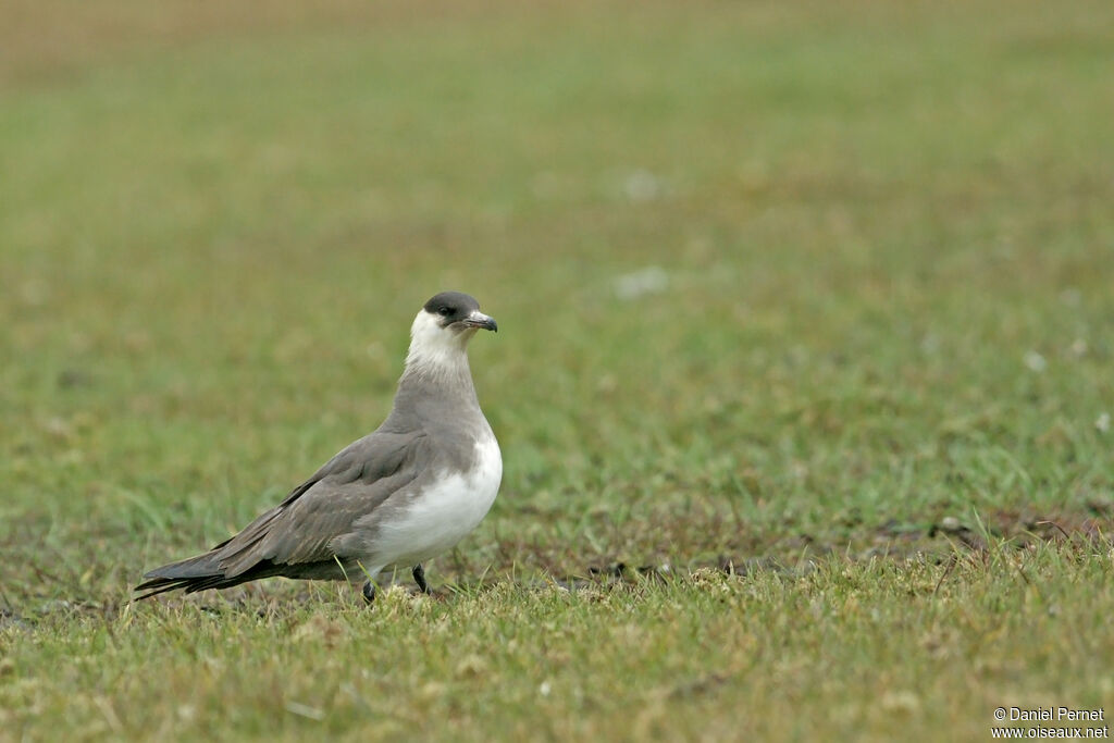 Parasitic Jaegeradult, identification, walking, Reproduction-nesting