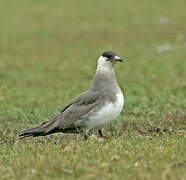 Parasitic Jaeger