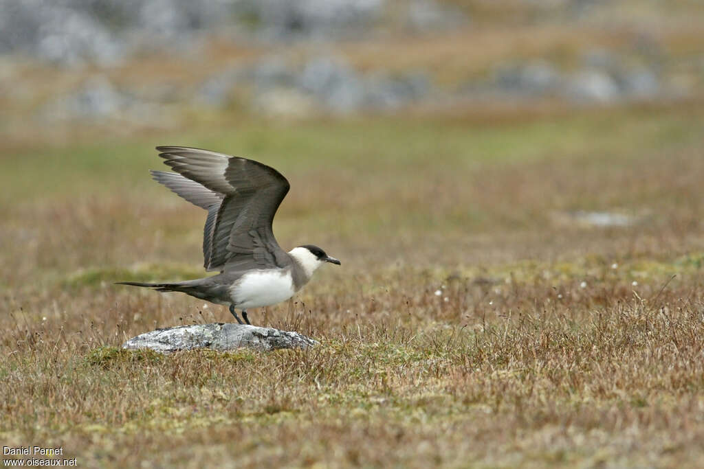 Parasitic Jaegeradult breeding, habitat, pigmentation, Reproduction-nesting