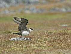 Parasitic Jaeger