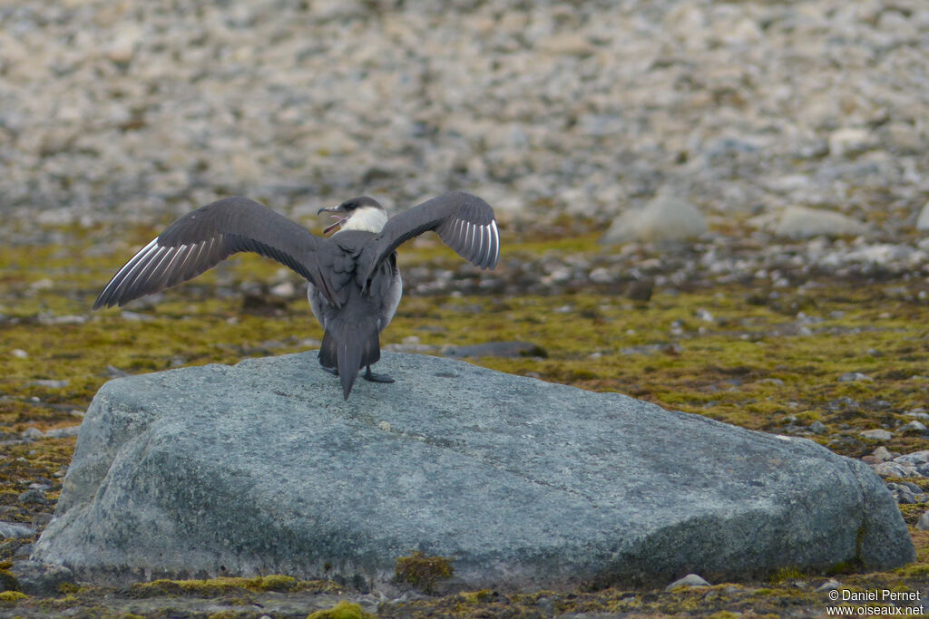 Parasitic Jaegeradult, identification, Reproduction-nesting