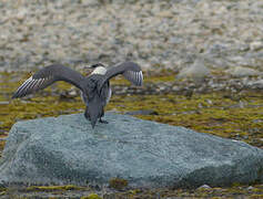 Parasitic Jaeger