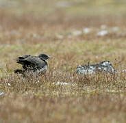 Parasitic Jaeger