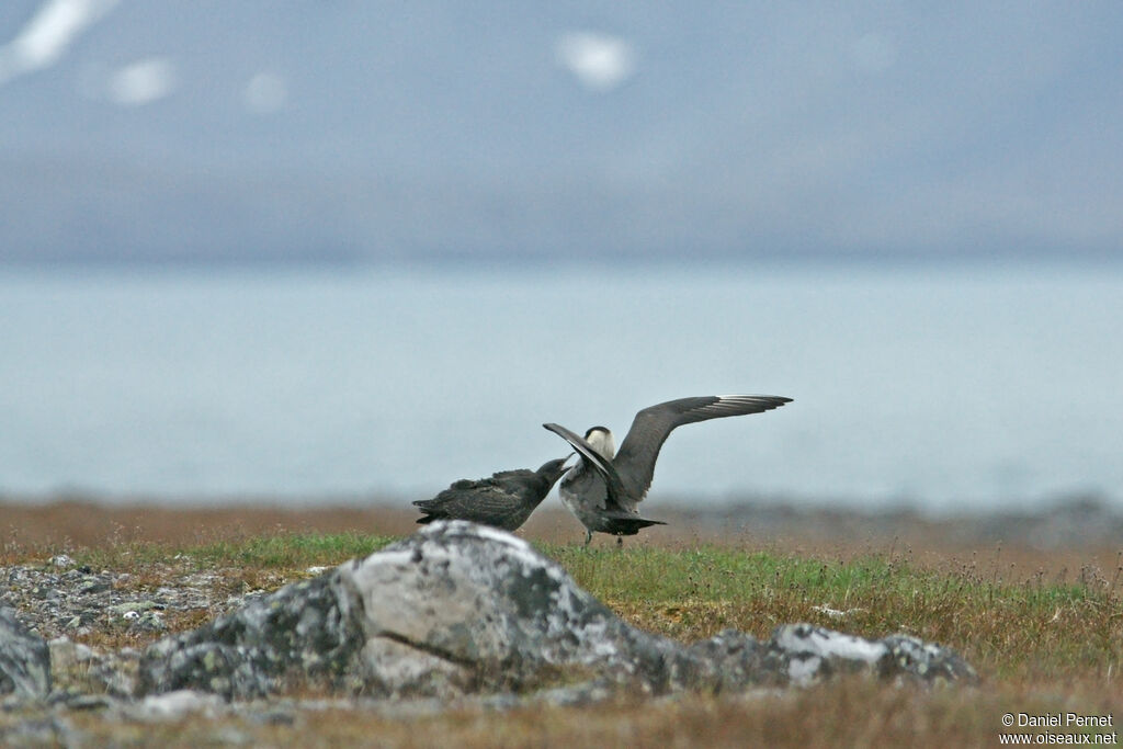 Parasitic Jaegeradult, identification, Reproduction-nesting, Behaviour