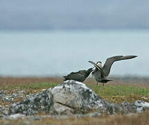 Parasitic Jaeger