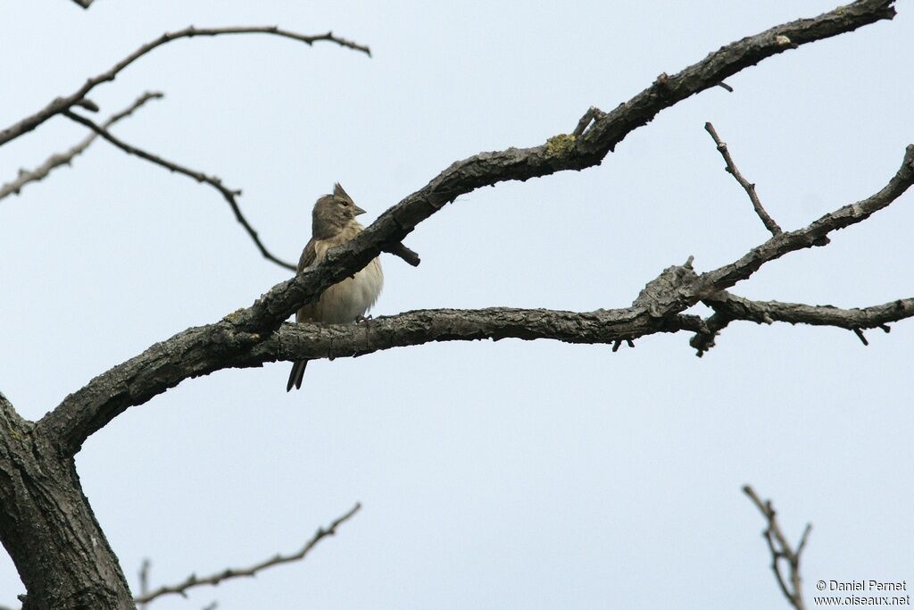 Common Linnet female adult, identification