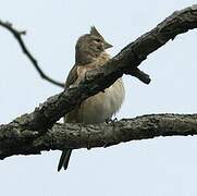 Linotte mélodieuse