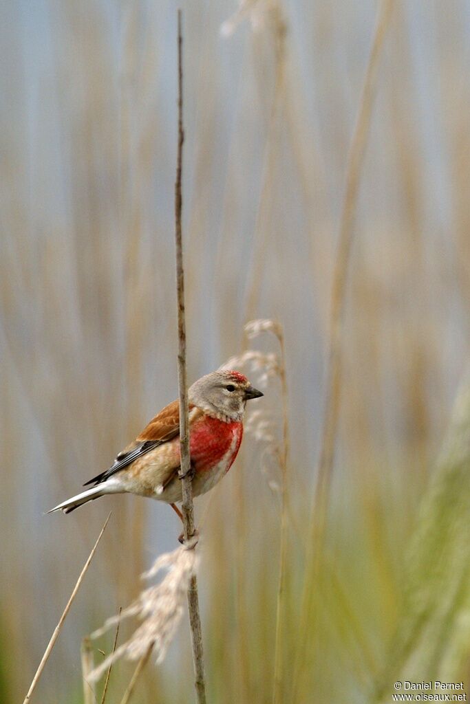 Common Linnet male adult breeding, identification