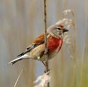 Common Linnet