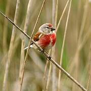 Common Linnet