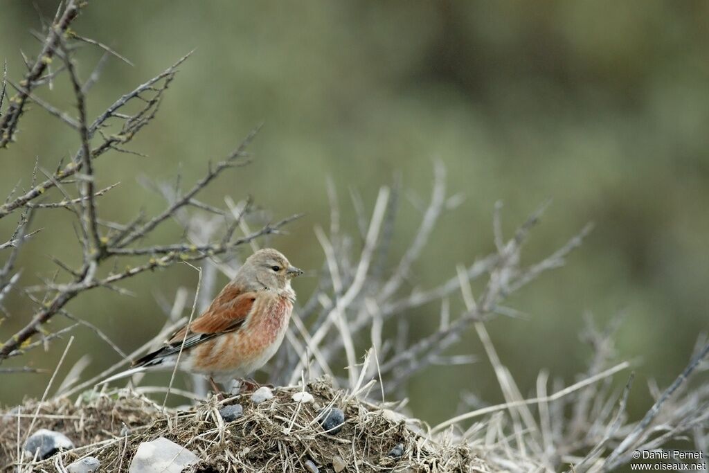 Common Linnet male adult, identification