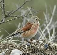 Linotte mélodieuse