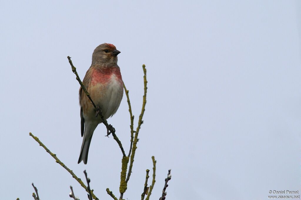 Linotte mélodieuse mâle adulte, identification