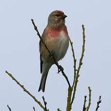 Linotte mélodieuse