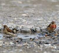 Common Linnet