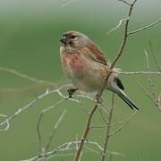 Common Linnet