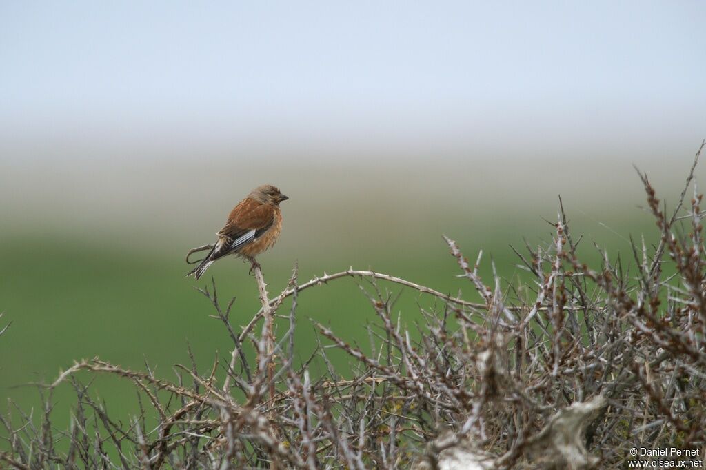 Common Linnet male adult, identification