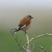 Common Linnet