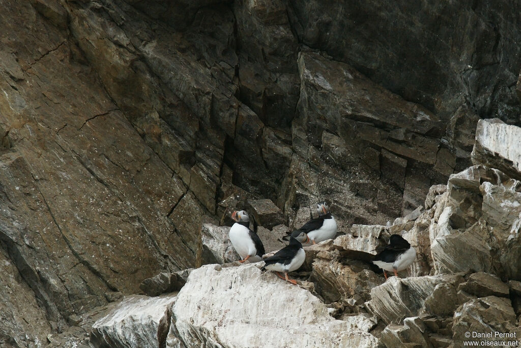 Atlantic Puffinadult, colonial reprod.