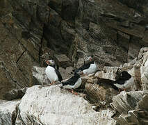 Atlantic Puffin