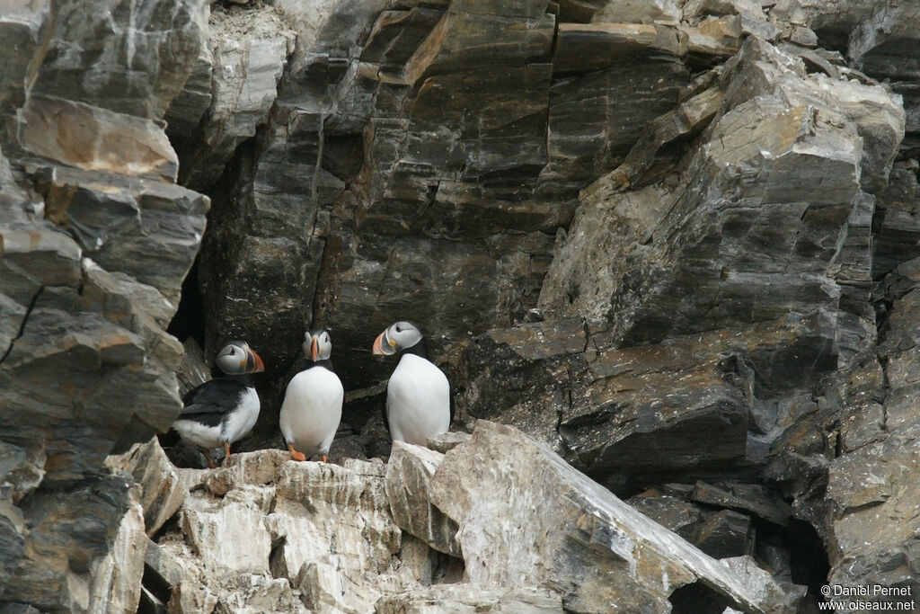 Atlantic Puffinadult, colonial reprod.