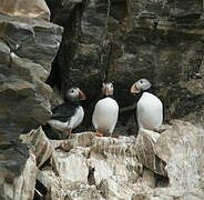 Atlantic Puffin