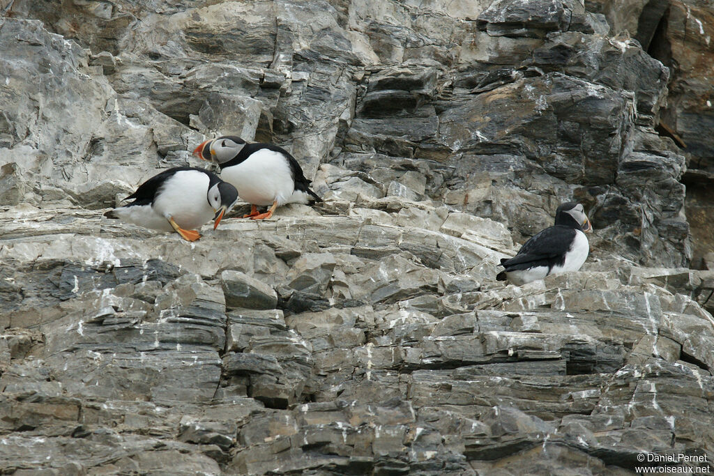 Macareux moineadulte, r. coloniale