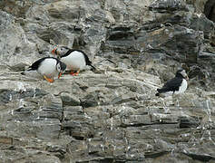 Atlantic Puffin