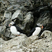 Atlantic Puffin